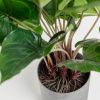 Umělá květina Kave Home Anthurium 50 cm -fv-interier-25