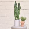 Umělá květina Kave Home Sansevieria -fv-interier-25