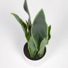 Umělá květina Kave Home Sansevieria -fv-interier-25