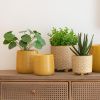 Umělá květina J-Line Maryath Pilea 28,5 cm -fv-interier-25