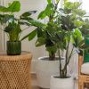 Umělá květina Money Tree 110 cm -fv-interier-25