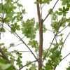 Umělá květina Kave Home Enkianthus 214 cm -fv-interier-25