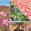 Střední vonná svíčka Yankee Candle Desert Blooms Singature -fv-interier-25