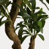 Umělá květina Olive 250 cm -fv-interier-25