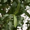 Umělá květina Olive 250 cm -fv-interier-25