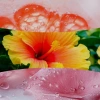 Malá vonná svíčka WoodWick, Lush Pomelo -fv-interier-25
